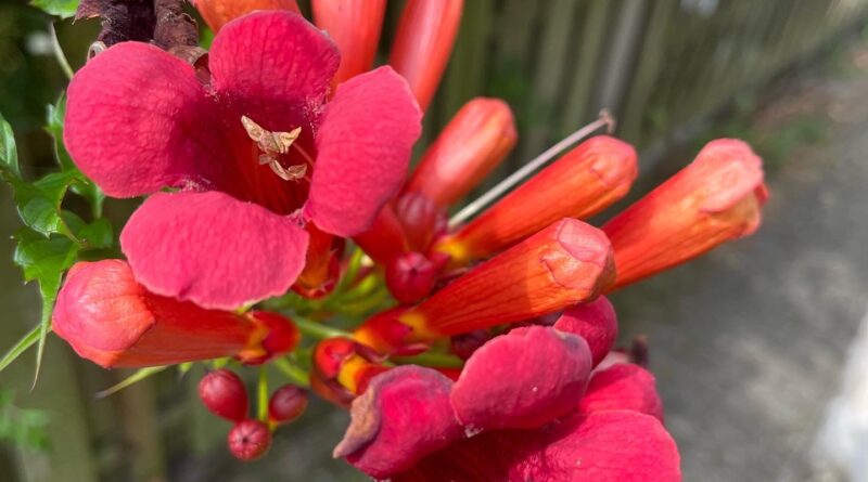 Bijzondere bloemen!