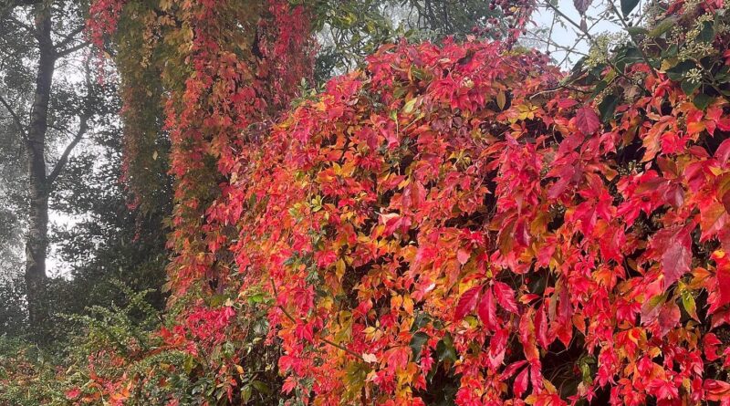 Herfst / Herfstkleuren